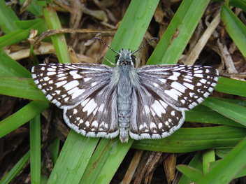 Common Checkered-Skipper - male